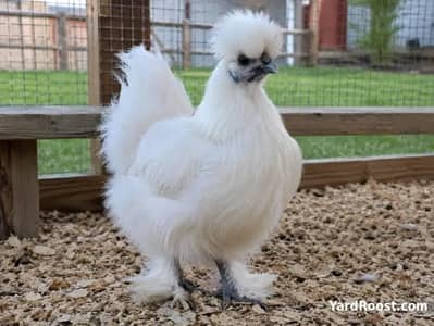 10 days old white silkie,golden heavy,golden sebrite,white heavy