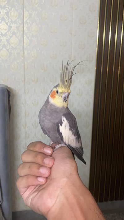 HandTame 1 pair +1 male