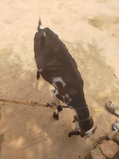 Tedy Bakri For Sale