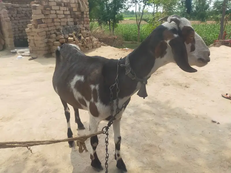 Tedy Bakri For Sale — photo 2