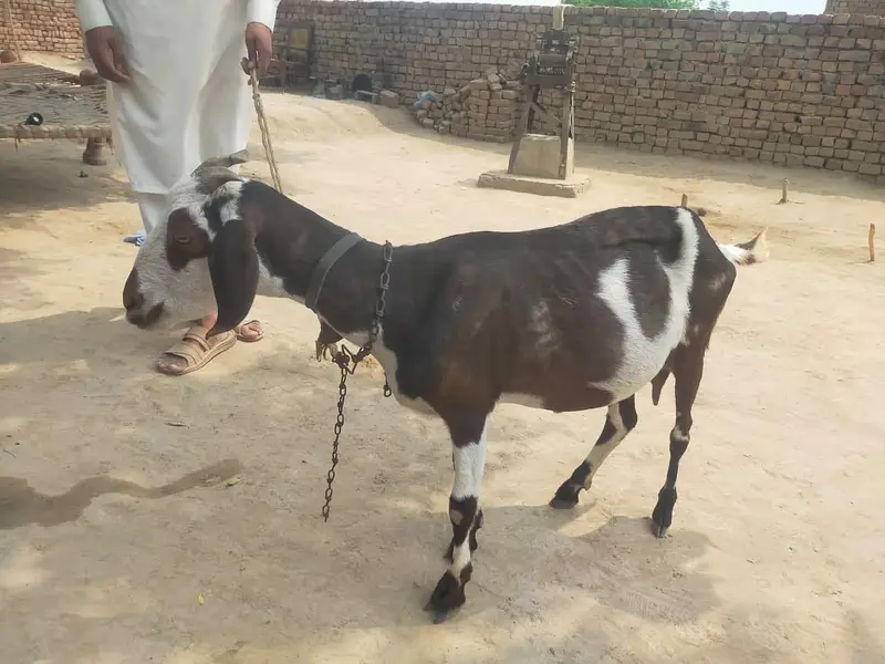 Tedy Bakri For Sale — photo 3