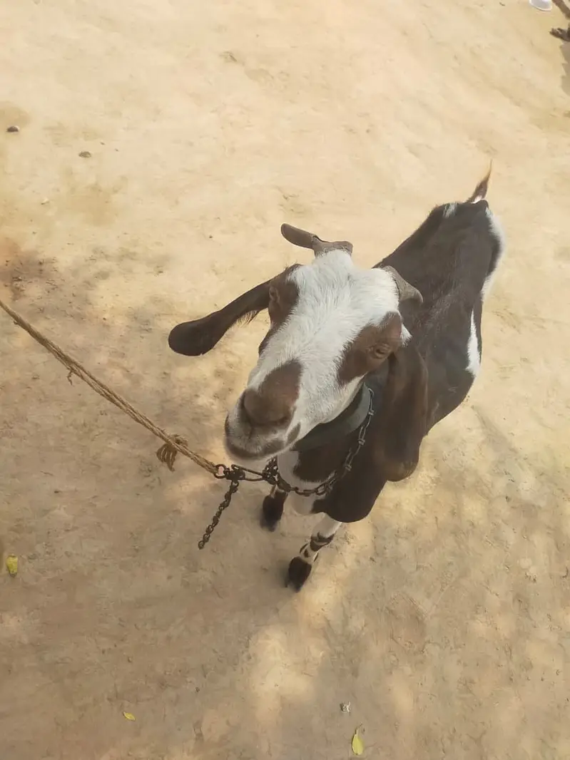 Tedy Bakri For Sale — photo 4