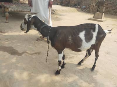 Desi Teddy Bakri For Sale
