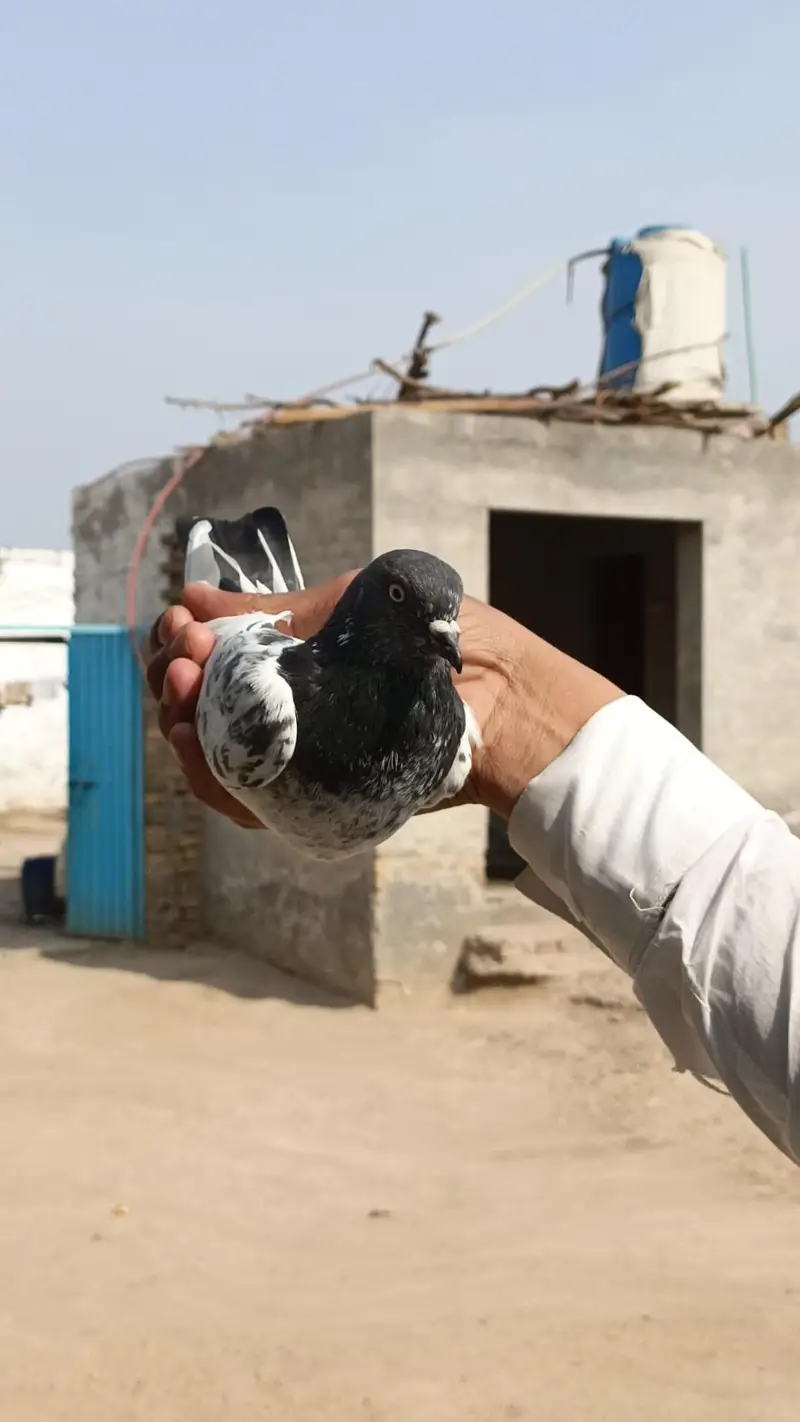 pipla waly Kaboter — photo 2