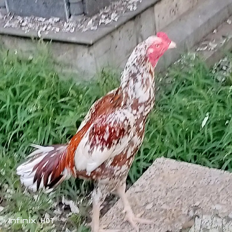 Dr china baby — photo 6