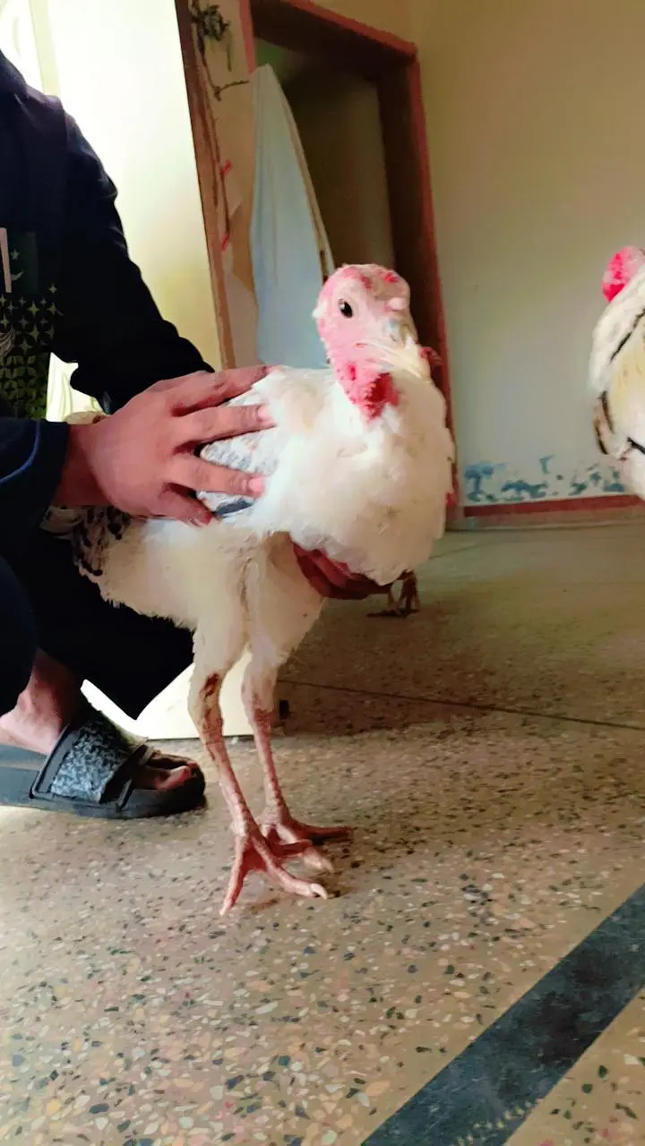 desi breeding  turkey birds in pairs are available