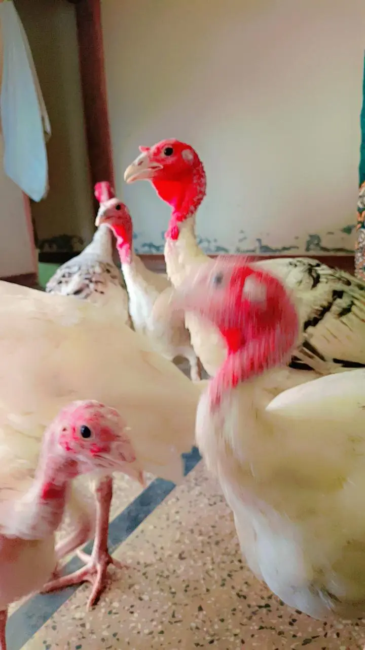 desi breeding  turkey birds in pairs are available — photo 2