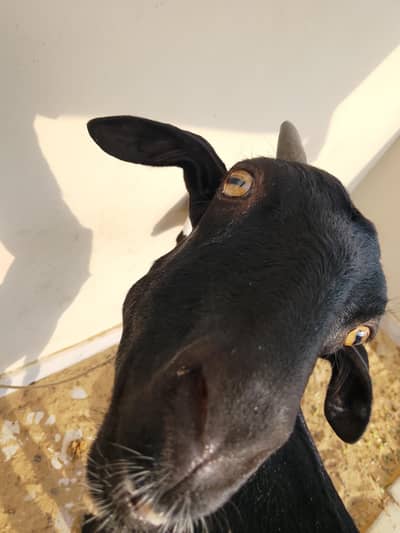Doodh Dene Wali Bakri With 3 Months Baby