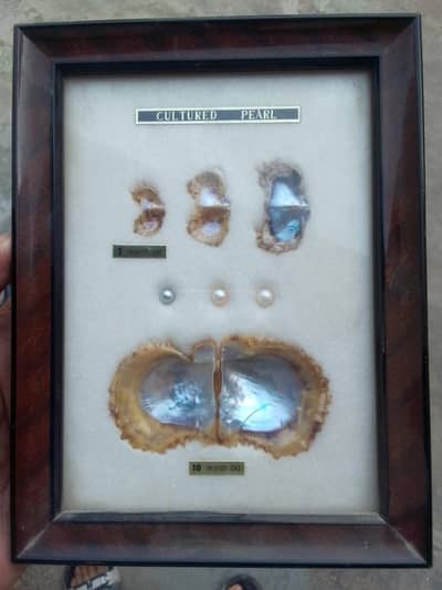 Rare Vintage Japanese Cultured Pearl Growth Display for Sale