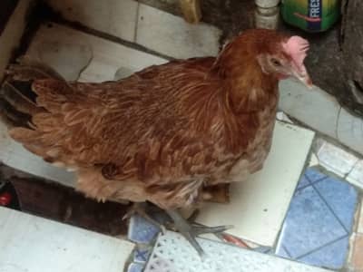 Golden misri murgi hai egg bhi deti hai