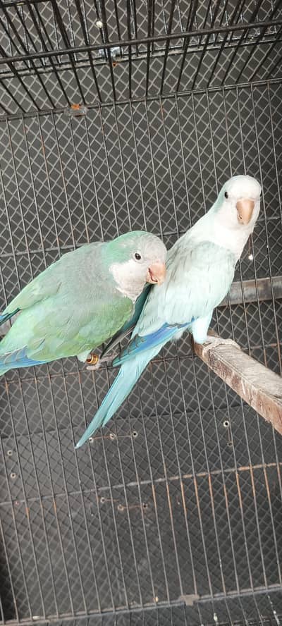 monk parakeet bredar pair suncnor pair with dna raw breedar female