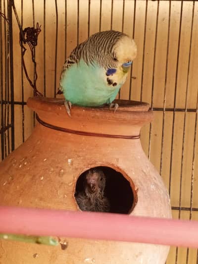 exhibition and TCB pair with 3 Chicks
