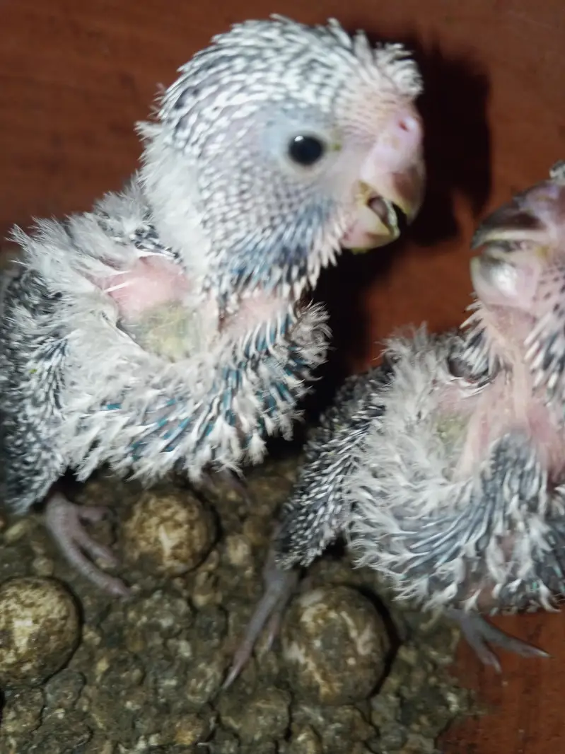 exhibition and TCB pair with 3 Chicks — photo 3