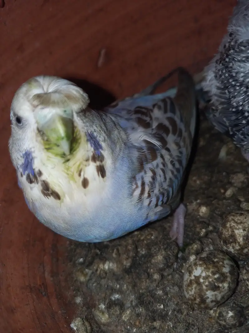 exhibition and TCB pair with 3 Chicks — photo 4