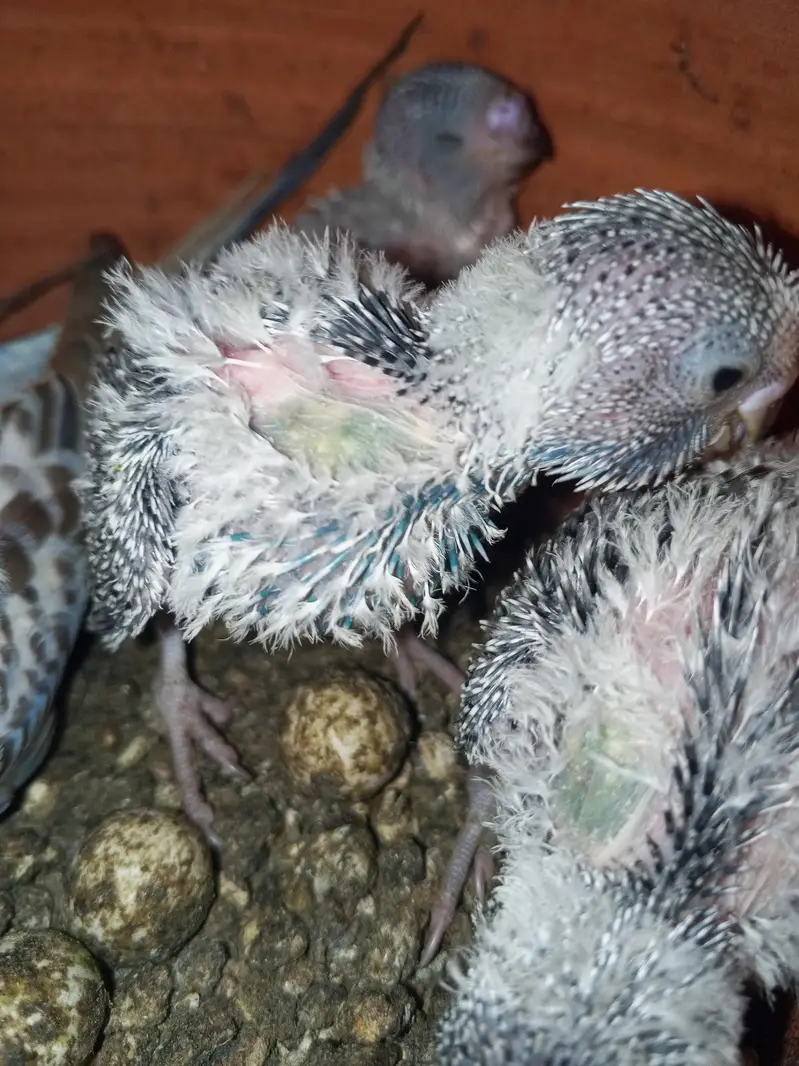 exhibition and TCB pair with 3 Chicks — photo 5