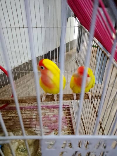 lotino parrot available