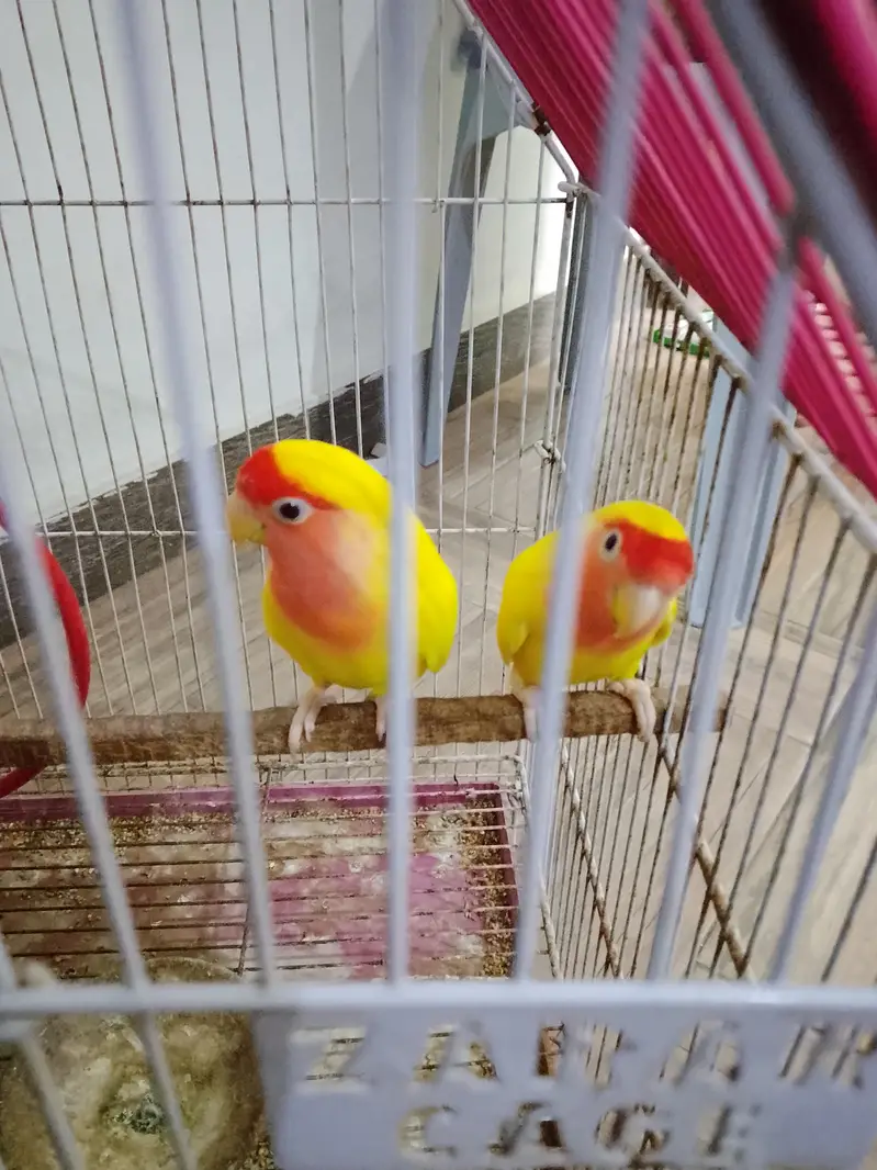 lotino parrot available — photo 2