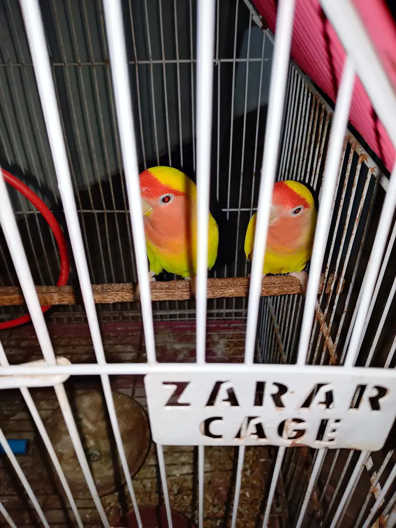 lotino parrot available — photo 3