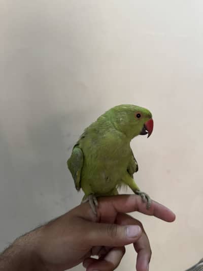 Male Ringneck 5 month