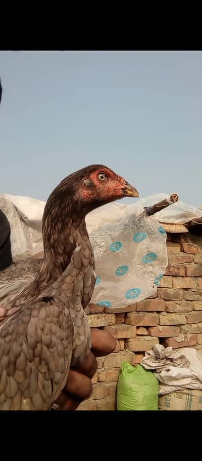 miawali slati madi for sale