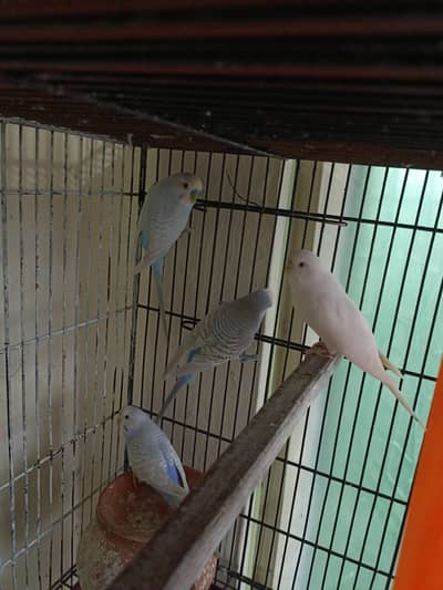 breeder pair+2 single female