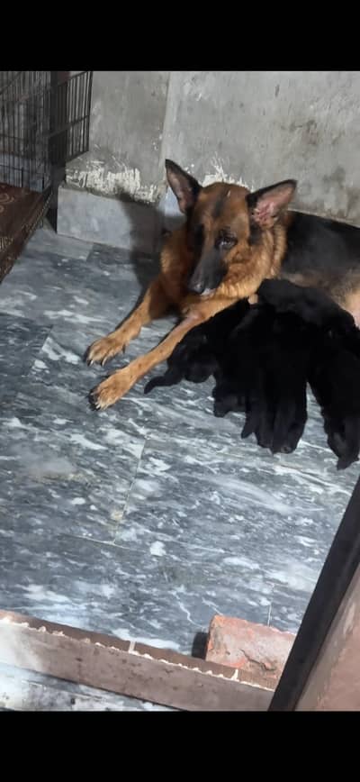 German shepherd