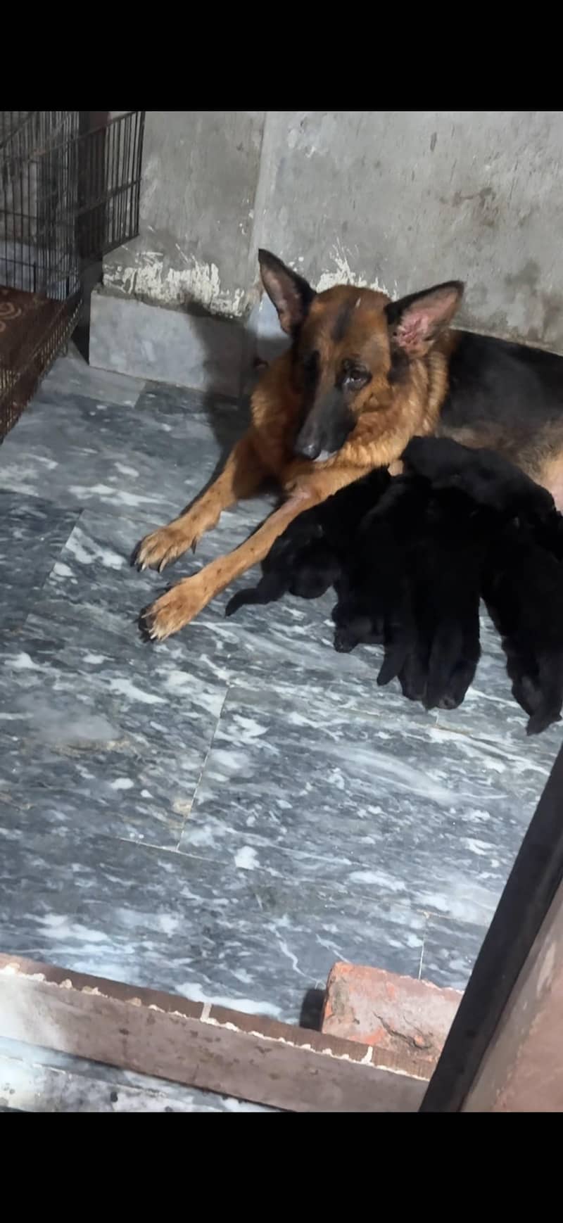 German shepherd 1