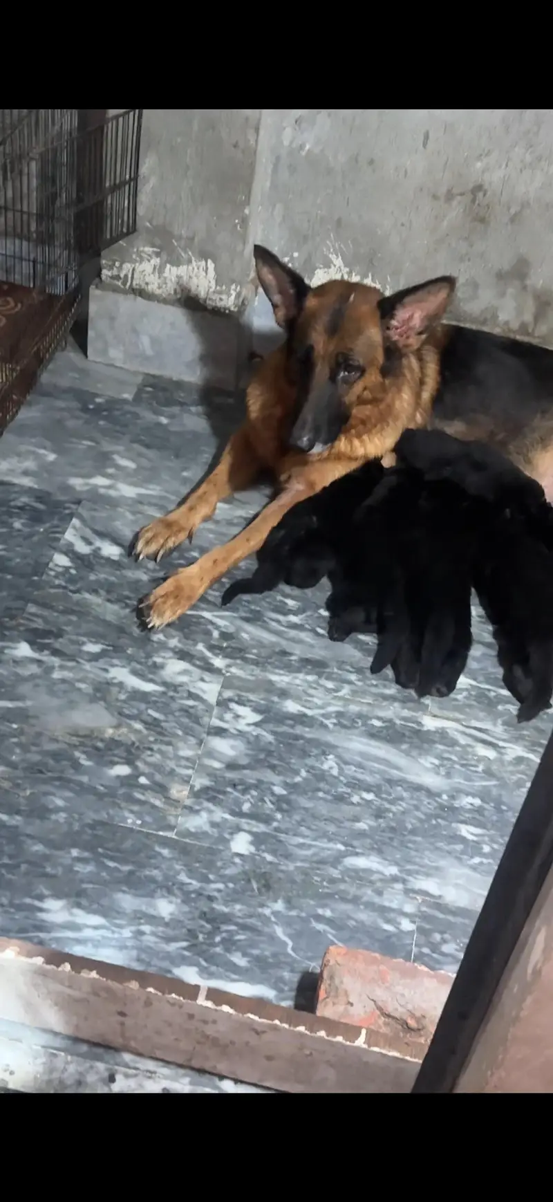 German shepherd — photo 2