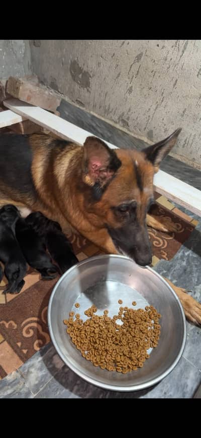 German shepherd
