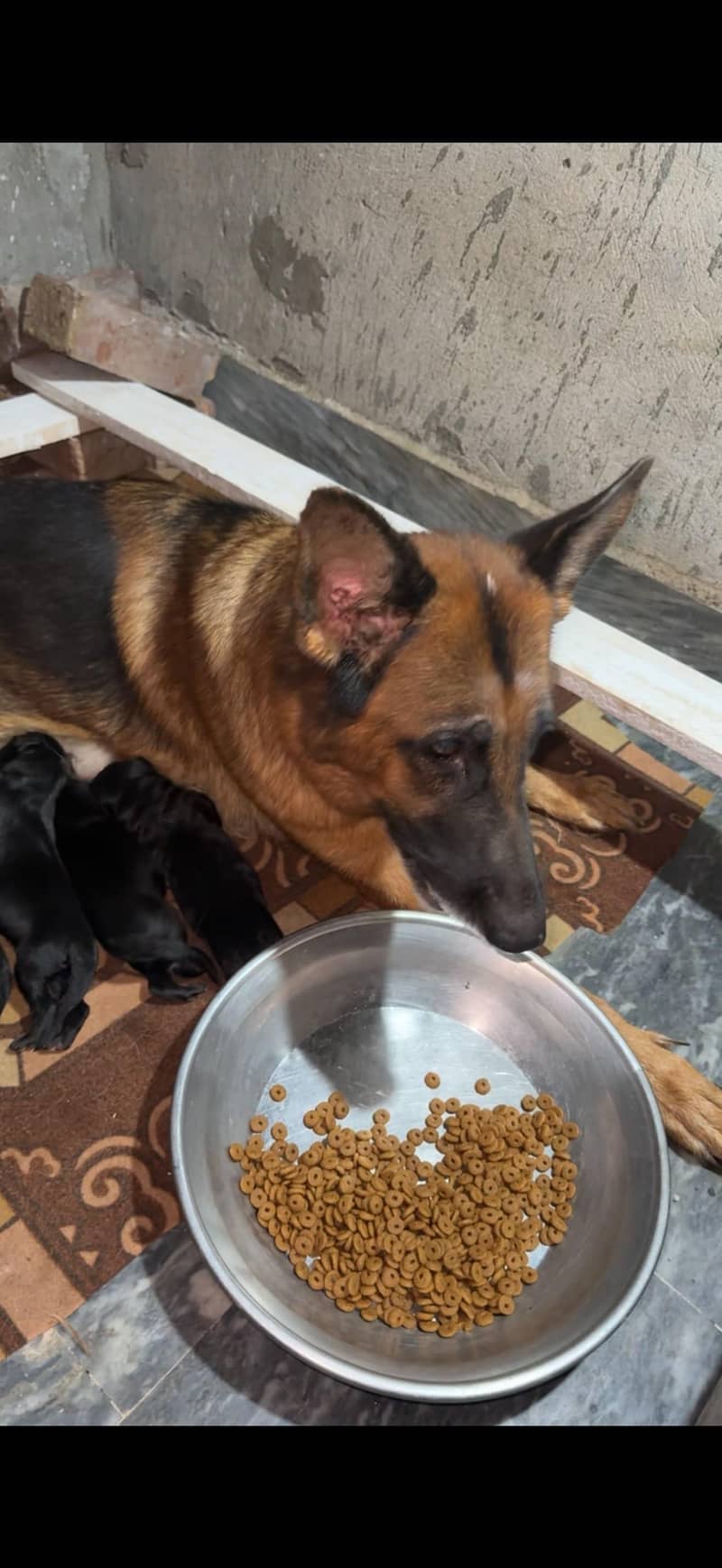 German shepherd 0