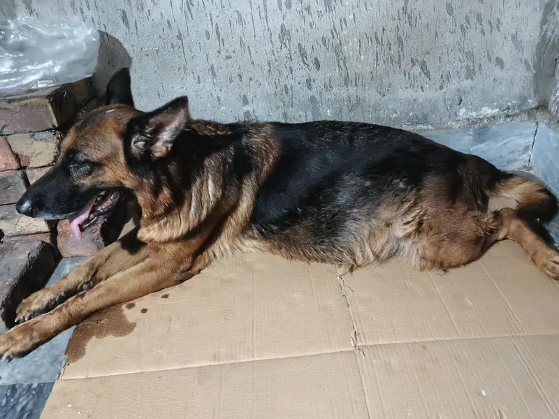 German shepherd — photo 3