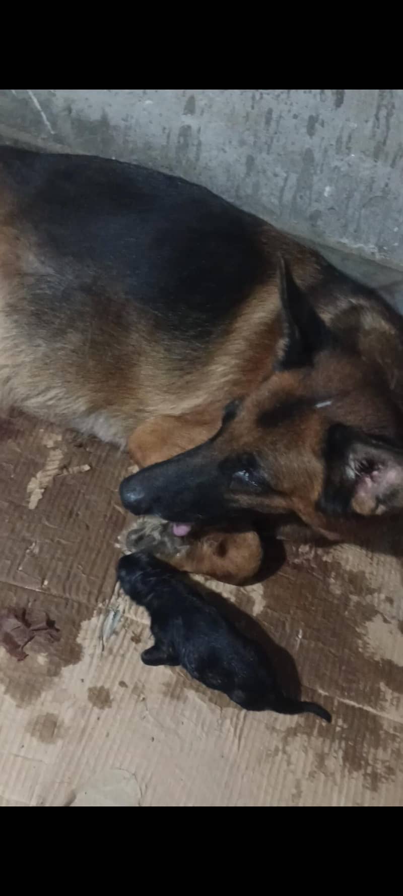 German shepherd 4