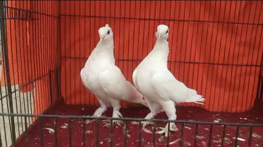 White Mukhi Pair & English Fantail Pair