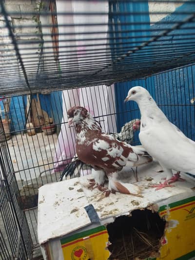 Fancy kabootr for sale only male