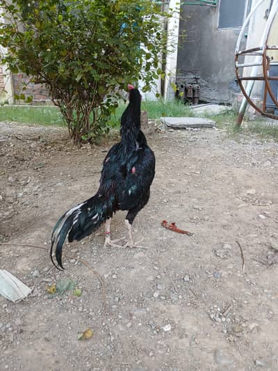 aseel murga