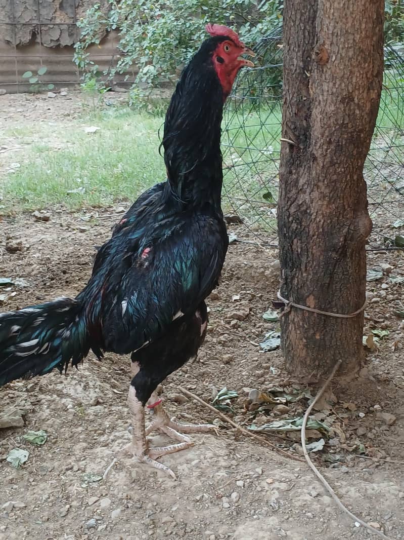 aseel murga 1