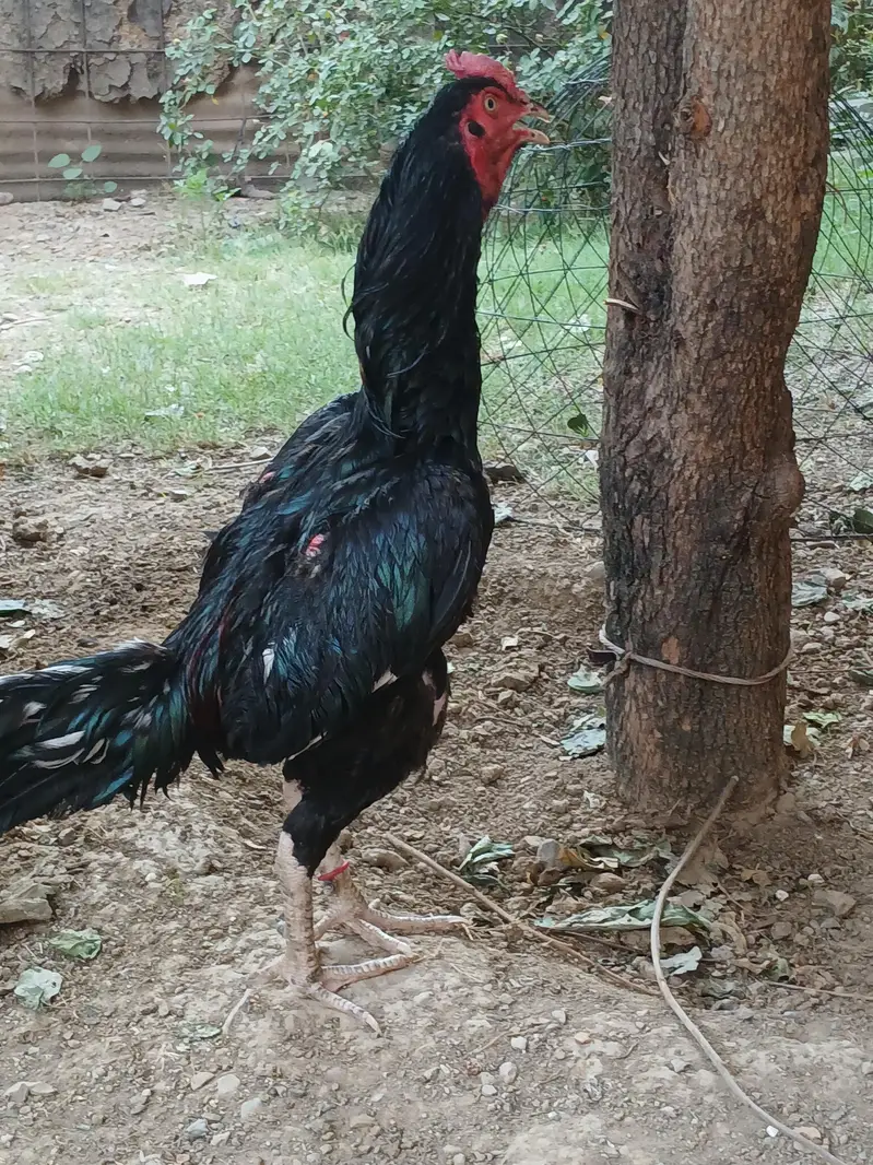 aseel murga — photo 2