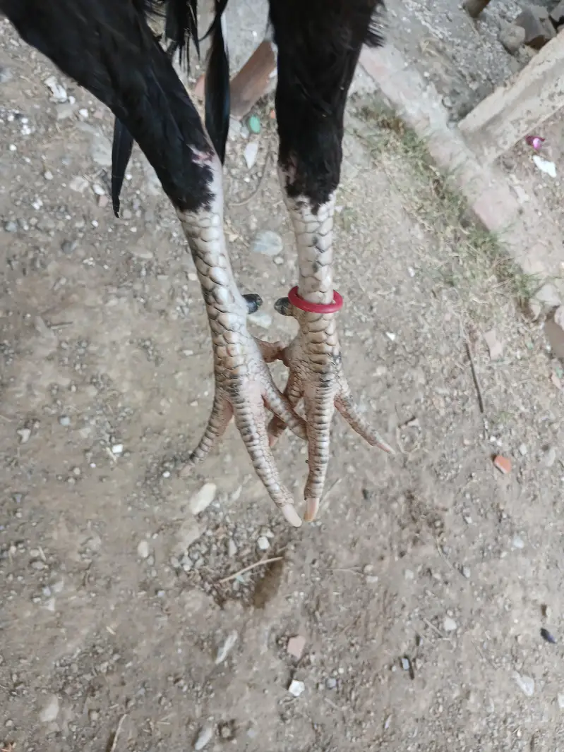 aseel murga — photo 3