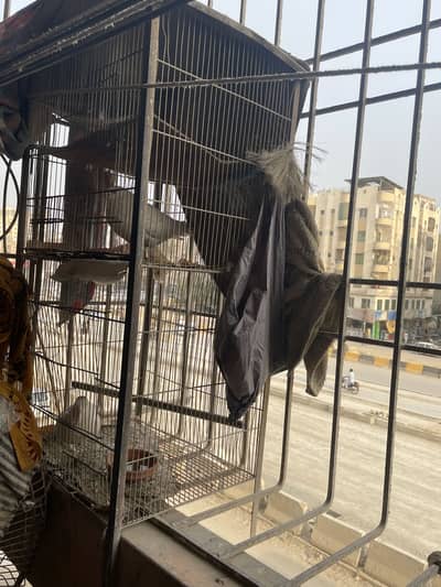 Bird cage