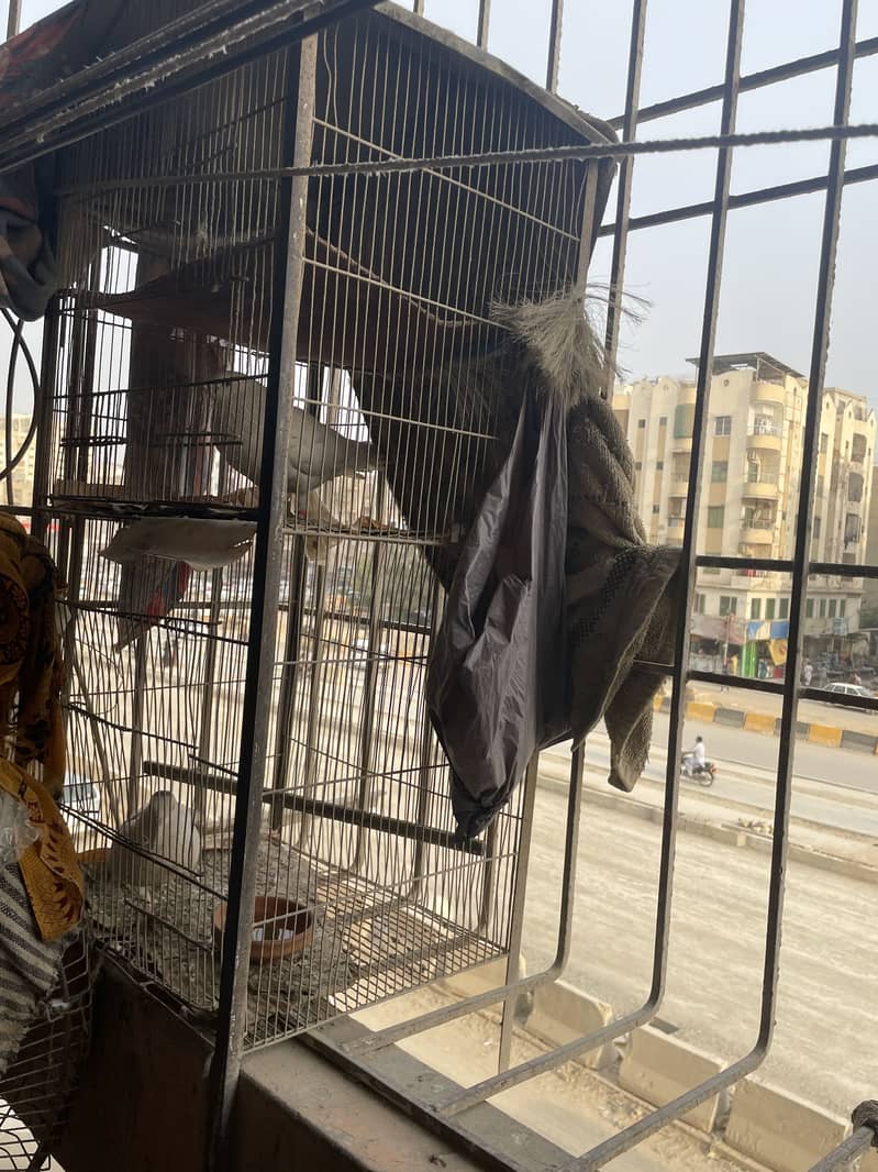 Bird cage 0