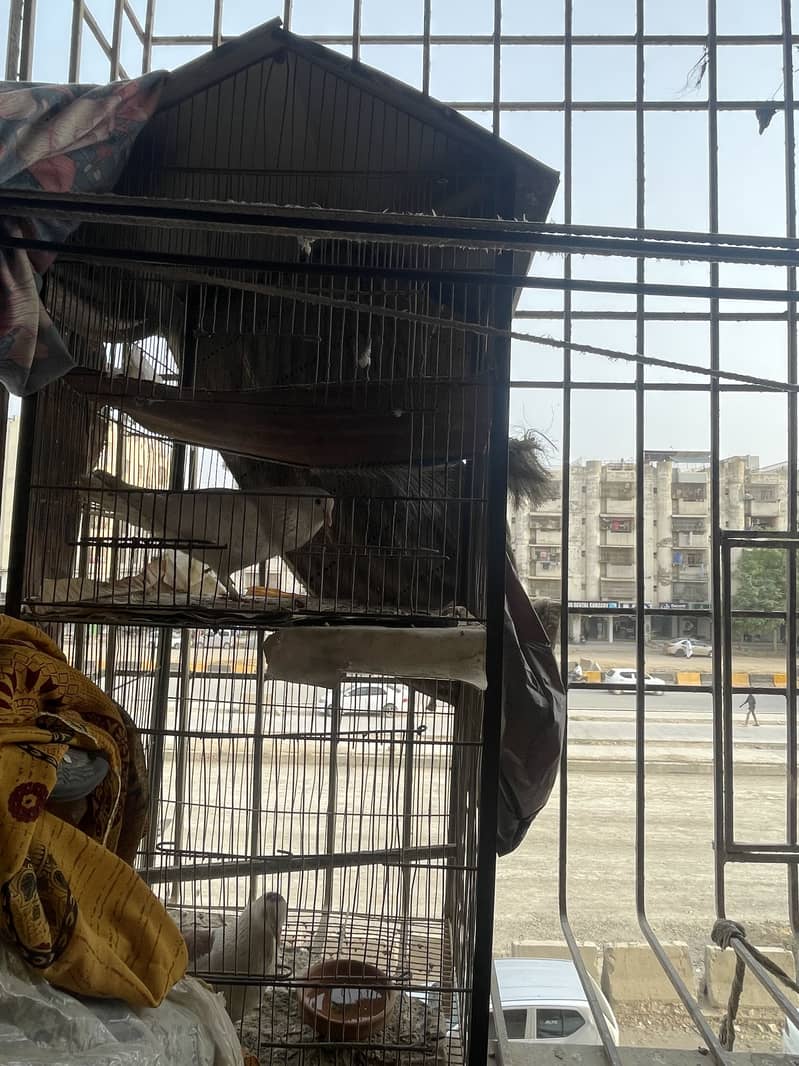 Bird cage 1