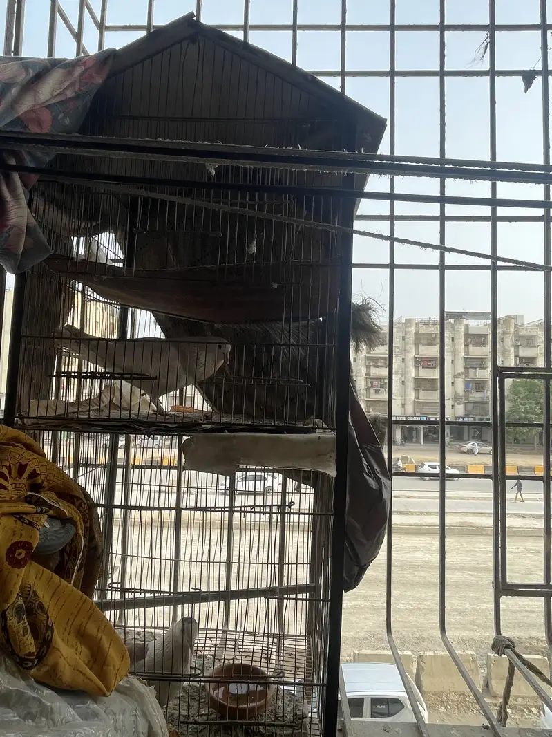 Bird cage — photo 2
