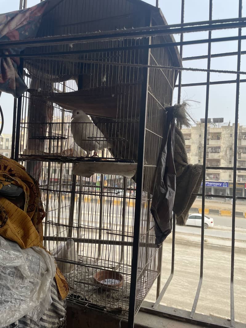 Bird cage 2