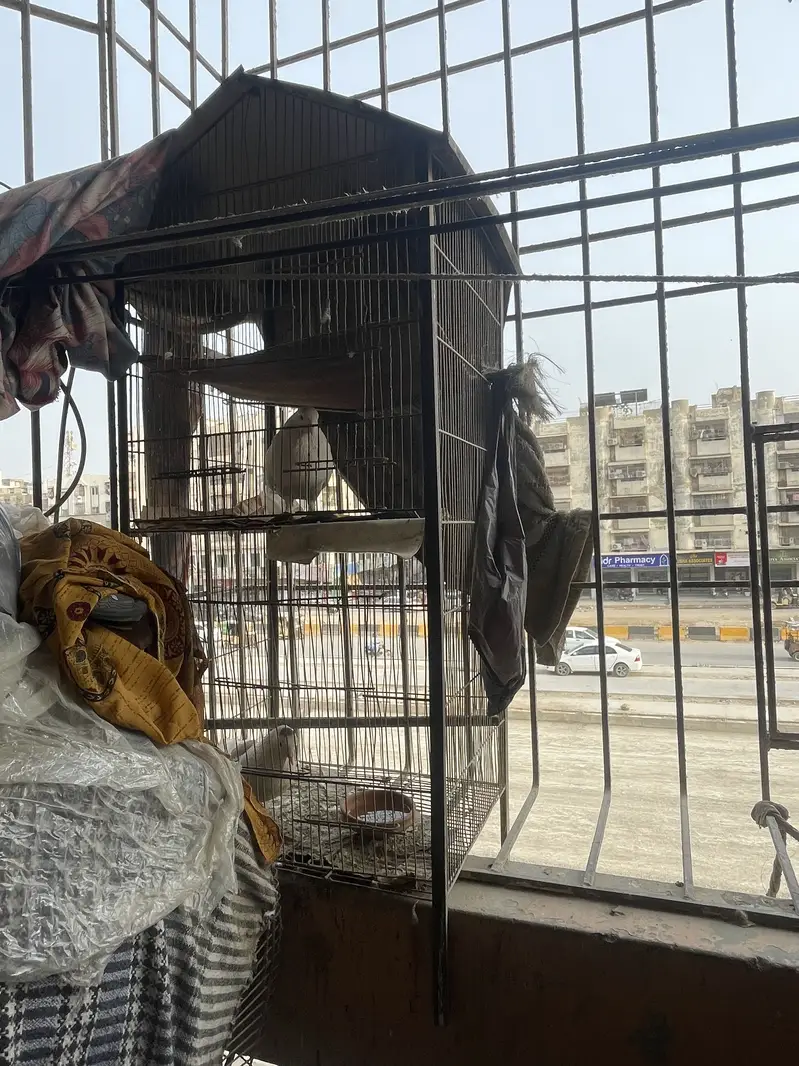 Bird cage — photo 4