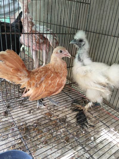 silkie, buff, buff sebright , coco polish