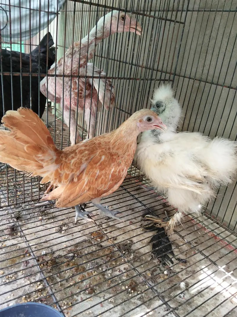 silkie, buff, buff sebright , coco polish — photo 2