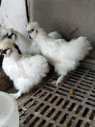 silkie, turkey , coco polish