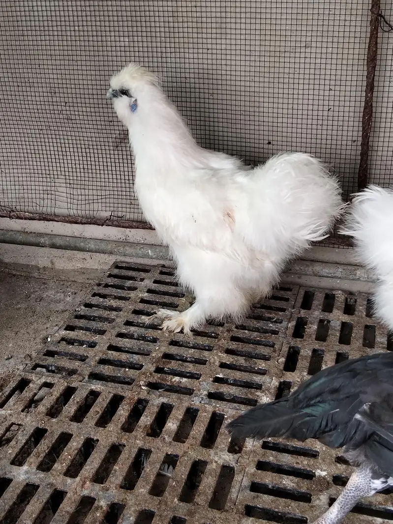 silkie, buff, buff sebright , coco polish — photo 4