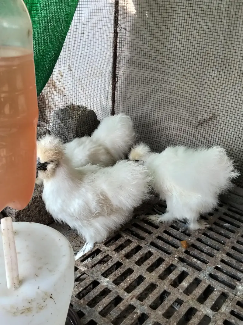 silkie, buff, buff sebright , coco polish — photo 5