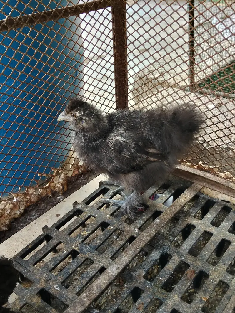 silkie, buff, buff sebright , coco polish — photo 6